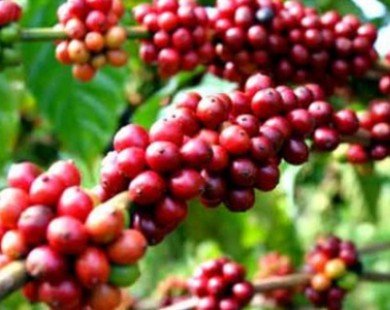 Thị trường cà phê robusta đối mặt mức thiếu cung lớn nhất trong 9 năm