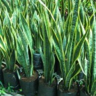 3 loại cây quen thuộc có khả năng giải độc cực tốt