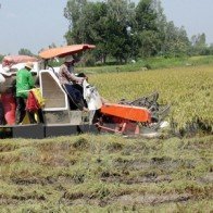 Tỉnh Sóc Trăng đạt sản lượng lúa cao nhất từ trước đến nay