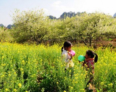 Ngất ngây những mùa hoa trên khắp Việt Nam