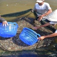 Hà Tĩnh: Được mùa, được giá vụ tôm cuối năm