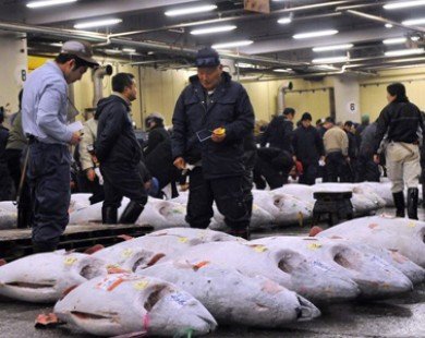 Australia mở rộng thị trường xuất khẩu cá ngừ sang Trung Quốc