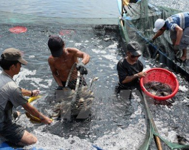Sản lượng thủy sản của tỉnh Cà Mau năm 2014 tăng trên 10%