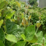 5 bài thuốc dân gian chữa bệnh tuyệt vời từ lá mơ