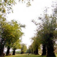 Hà Nội mùa hoa cải nở rộ