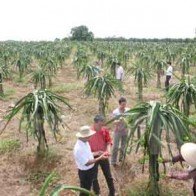 Tiền Giang ra quân phòng chống bệnh đốm nâu trên thanh long