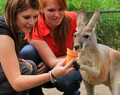 Mùa Xuân thăm Úc Châu làm người đỡ đầu cho Kangaroo