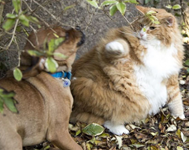 Mèo chăm chó để...giảm cân