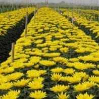 Những trăn trở từ một làng hoa