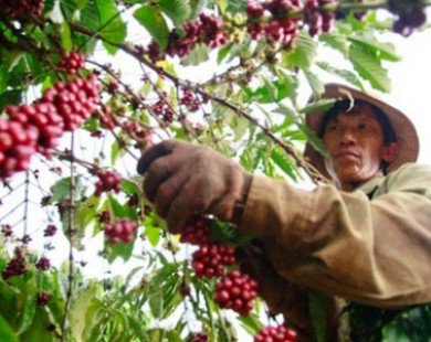 Nông dân mất nhiều tỷ đồng vì giá cà phê rớt thảm