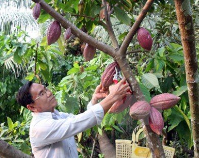 Sẽ có định hướng lại để phát triển cây cacao tại Việt Nam