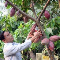 Sẽ có định hướng lại để phát triển cây cacao tại Việt Nam