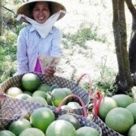 Trái cây miền Tây khan hiếm, giá tăng chóng mặt
