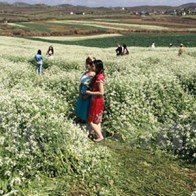 Dạo qua các địa điểm chụp ảnh hoa cải "đỉnh" nhất miền Bắc