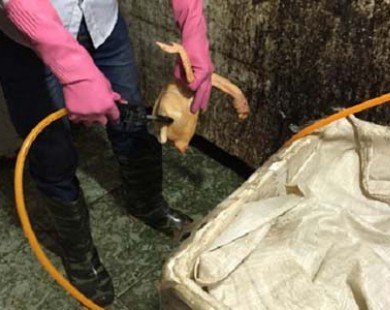 ’Gà bơm nước’ giữa chợ Hà Nội: Cách phát hiện gà, vịt bị bơm nước tăng trọng lượng