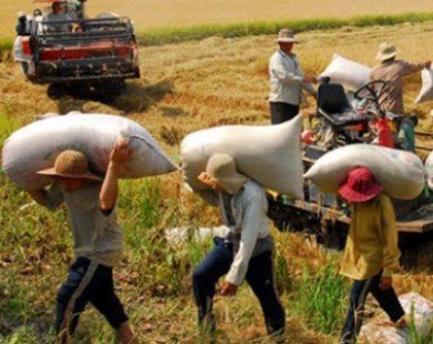Việt Nam xuất 7,7 triệu tấn gạo trong năm 2014