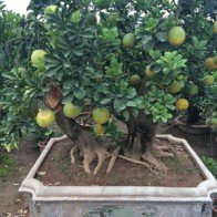 Cận cảnh những món quà biếu tết có giá "trên trời"