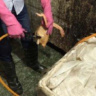 ’Gà bơm nước’ giữa chợ Hà Nội: Cách phát hiện gà, vịt bị bơm nước tăng trọng lượng