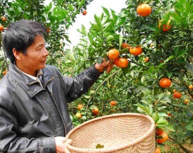 Nghệ An: Cam Xã Đoài đắt hàng dù giá hơn 70.000 đồng một quả