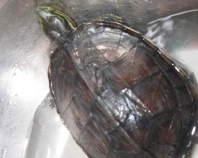 Rùa vàng 300 triệu/kg ở Phú Yên: Vì sao giá mua rùa vàng đắt đến vậy?