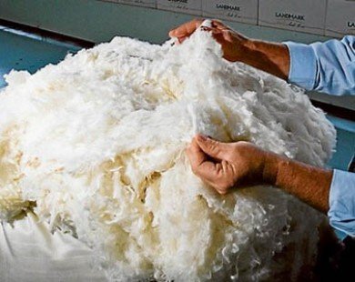 Australia ưu tiên mở rộng thị trường xuất khẩu len sang Việt Nam