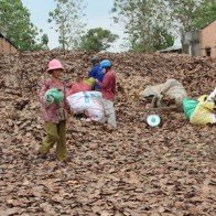 Người dân đổ xô gom lá điều khô bán cho thương lái trước tết