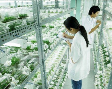 Hà Nội phát triển nông nghiệp theo hướng đô thị sinh thái