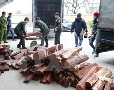 Tạm dừng cấp giấy phép nhập khẩu gỗ trắc vào Việt Nam