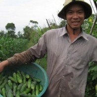 Dưa leo vẫn có lãi