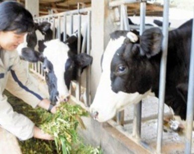 Chưa có phương án tiêu thụ sữa cho người chăn nuôi