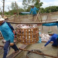 Giải pháp để ngành cá tra phát triển bền vững