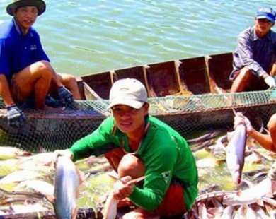 Xuất khẩu cá tra sang Thái Lan tăng 25%