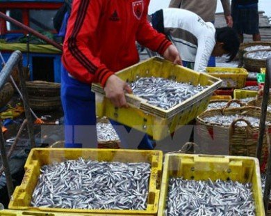 Ngư dân Khánh Hòa thu lãi cao nhờ trúng đậm cá cơm trái mùa