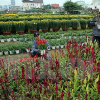 Các vùng trồng hoa Đà Nẵng chuẩn bị Tết nhiều loài hoa lạ