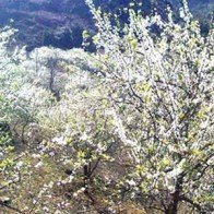 Bừng thức những sắc hoa chiều Tây Bắc