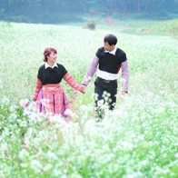 Thiên đường tình yêu cho mùa Valentine tại Mộc Châu