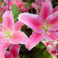 Hướng dẫn cách chọn hoa ly đẹp ngày Tết bạn nên biết