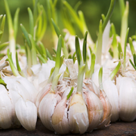 Bí quyết trồng và giữ tỏi tươi lâu hàng tháng trời