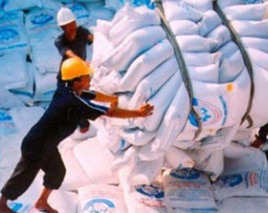 Xuất khẩu gạo năm 2015 lo nông dân bị ép giá