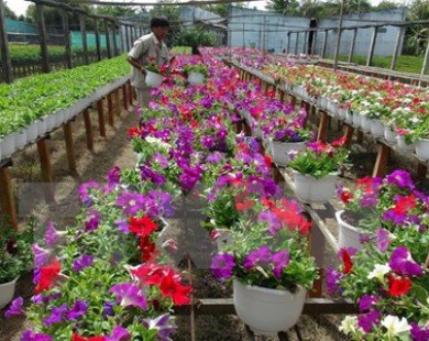 Làng hoa Thừa Thiên-Huế tăng diện tích trồng cho vụ Tết