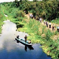 Về U Minh xem ăn ong lấy mật