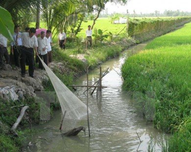 Cà Mau mở rộng mô hình sản xuất lúa kết hợp với nuôi cá đồng