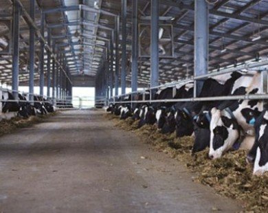 Vinamilk tăng mạnh thu mua sữa tươi nguyên liệu của nông dân