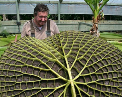 Nông dân Australia trồng được chiếc lá có đường kính gần 2m