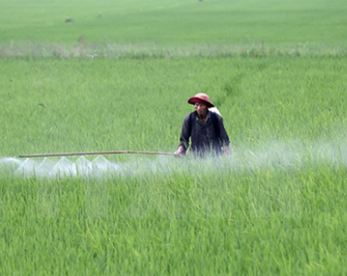 Gần 20 tỷ đồng xây dựng vùng lúa chất lượng cao tại Tây Ninh