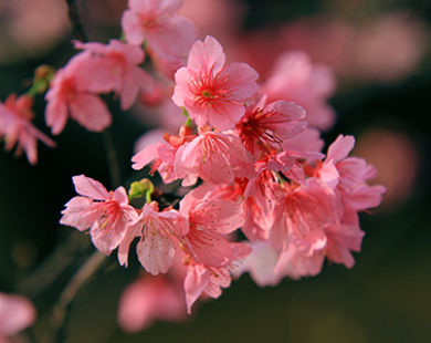 Ngắm hoa anh đào Nhật Bản rực rỡ giữa thủ đô