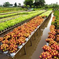 Đón tết ở làng hoa Sa Đéc