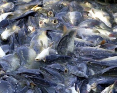 Việt Nam phản đối kết quả áp thuế chống bán phá giá cá tra