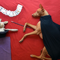 Loạt ảnh siêu ảo về cún cưng khi đang ngủ