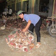 Hà Nội đã kiểm soát được gia cầm nhập lậu đưa vào chợ Hà Vỹ